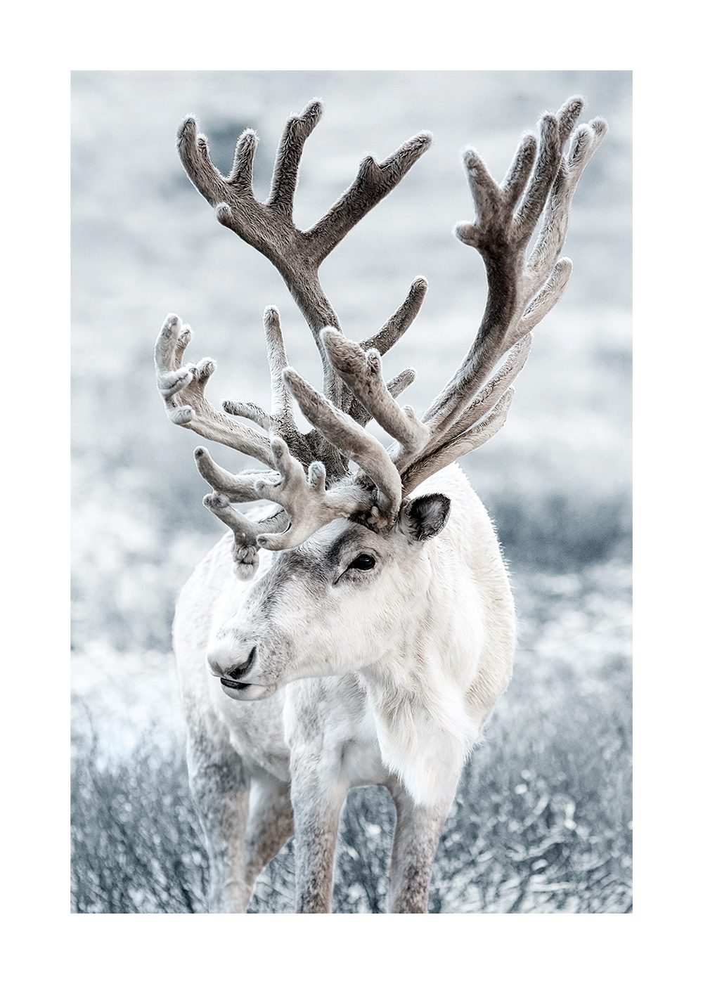 Reindeer poster Julposter