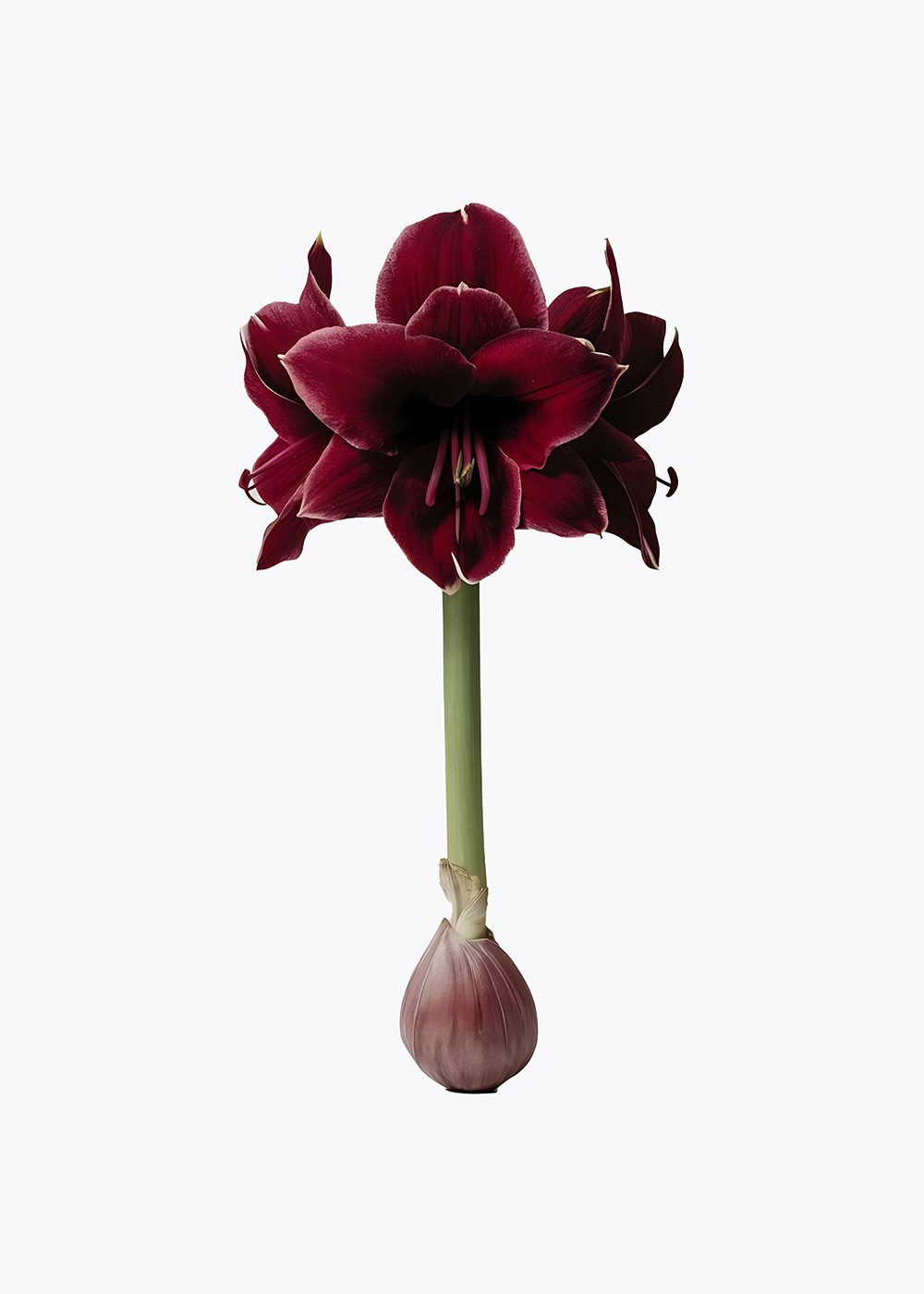 amaryllis poster jul poster